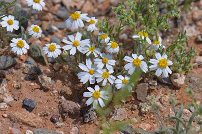 White Woolly Daisy or White Easterbonnets may have just one or two single flowers or numerous clusters of single pretty white and yellow flowers as seen here. Eriophyllum lanosum 